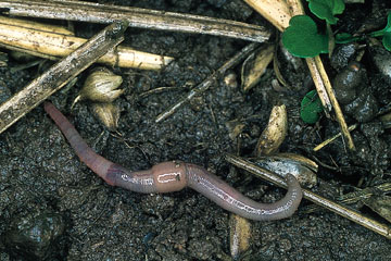 Aporrectodea caliginosa