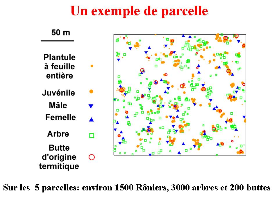 carte d'une parcelle de savanne