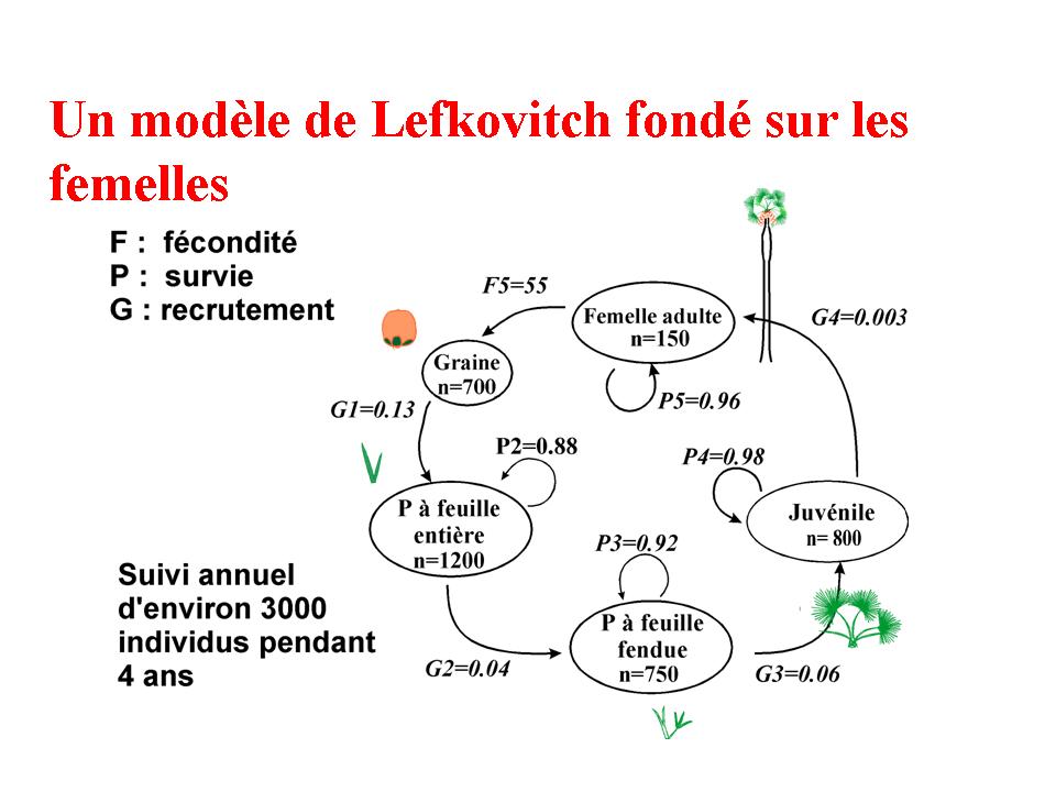 cycle de vie du palmier Rônier, Borassus aethiopum