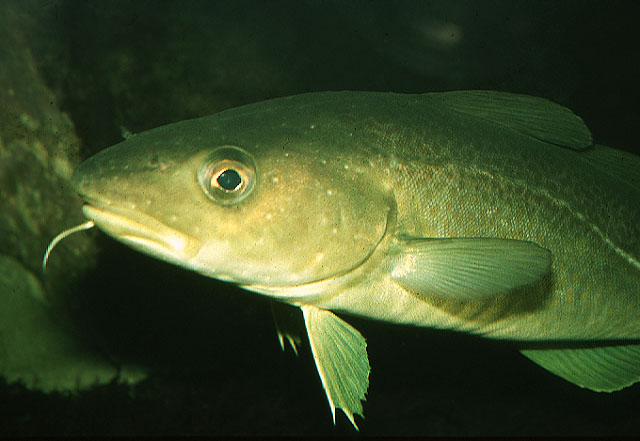 la morue : Gadus morhua